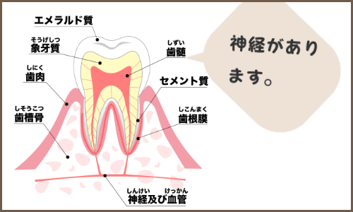 歯の神経