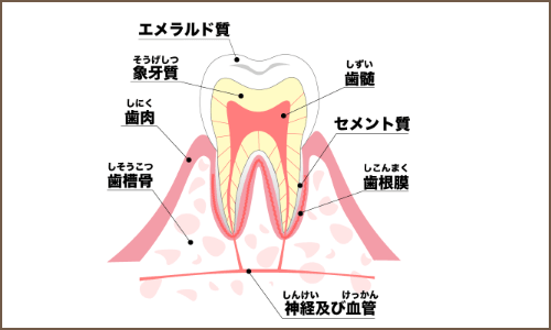 歯根膜